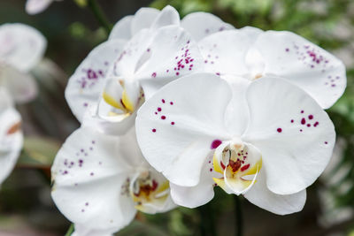 Close-up of white cherry blossom