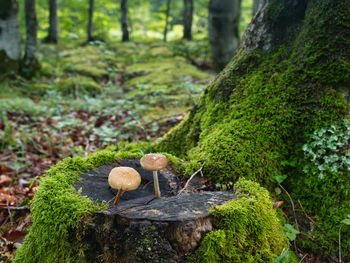 Close-up of mushrooms growing in forest