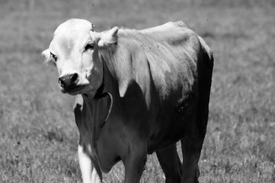 Cow standing in a field