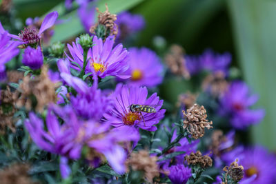 Close-up of purple flowering plants