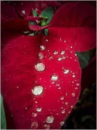 Close-up of water drops on red leaf