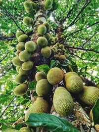 Low angle view of fruits on tree