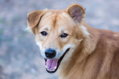 Close-up portrait of a dog