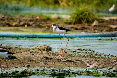 Bird perching on a land