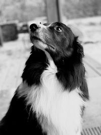 Close-up of dog looking away