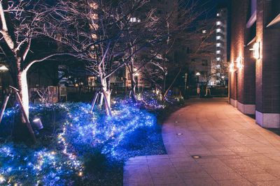 Illuminated christmas tree in city at night