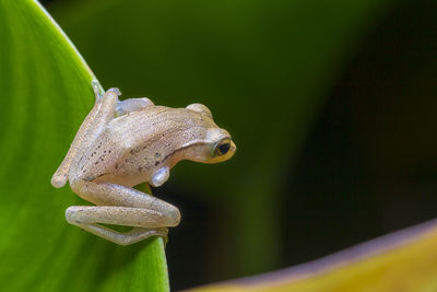 Close-up of frog on leaf 