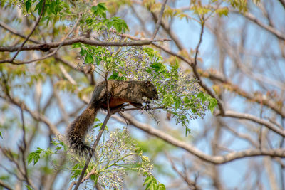 Low angle view of squirrel perching on branch