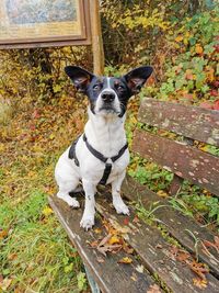 Portrait of dog standing against plants