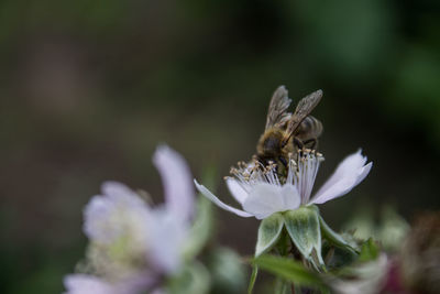 Close-up of bee on flower