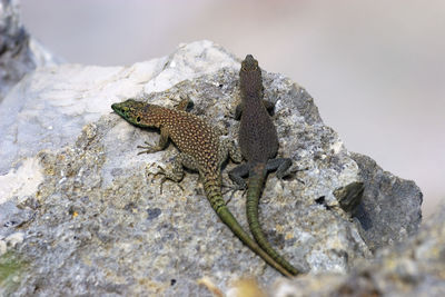 Two sharp-snouted rock lizards on the rock