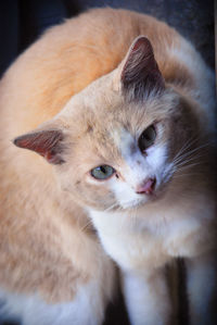 Close-up portrait of cat