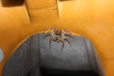 Close-up of spider on wall