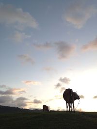 Silhouette horse standing on field against sky during sunset