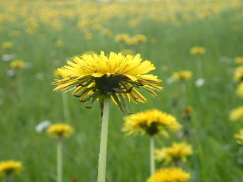 Close-up of yellow flower blooming in field