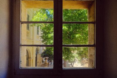 Trees seen through window