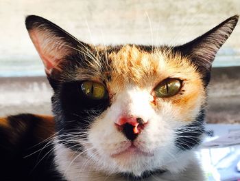 Close-up portrait of cat