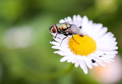 Close-up of bee pollinating on white flower