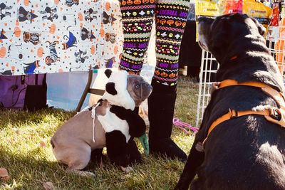 View of two dogs on field