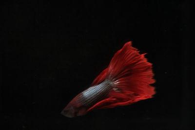 Close-up of fish swimming in sea