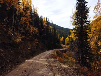 Road amidst trees in forest against sky during autumn