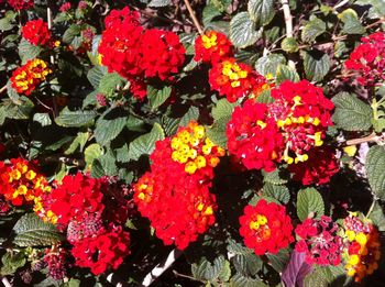 Close-up of fresh flowers blooming outdoors