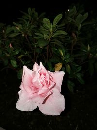 Close-up of pink flower against black background