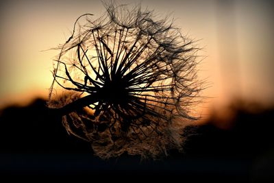 Close-up of silhouette plant against sky during sunset