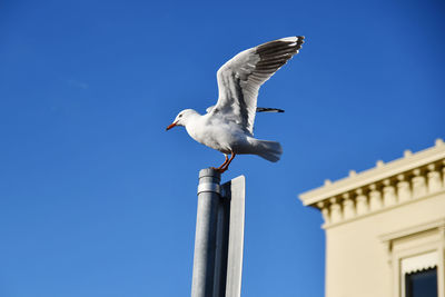 Low angle view of seagull flying against clear sky