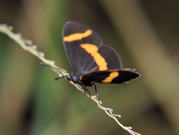 Close-up of insect on leaf