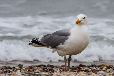 Seagull on rock