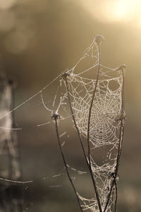 Close-up of wet spider web