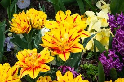 Close-up of yellow flowers