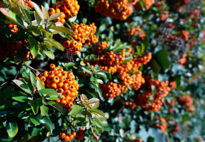 Close-up of orange berries on tree