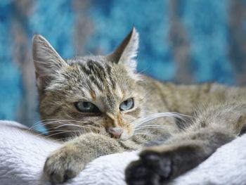 Close-up portrait of kitten relaxing