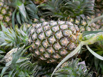 Close-up of fruit growing on plant
