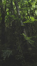 Trees growing in forest