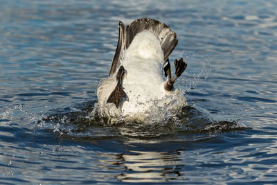 Close-up of turtle swimming in water