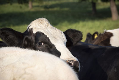 Close-up portrait of cow