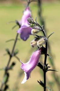 Close-up of purple flowers blooming outdoors