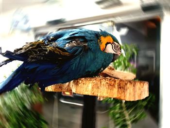 Close-up of parrot perching on wood