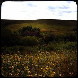 Scenic view of field against sky