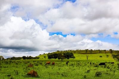 Cows grazing on field against sky