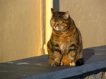 Portrait of cat