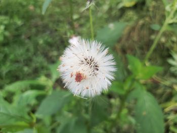 Close-up of dandelion flower on field