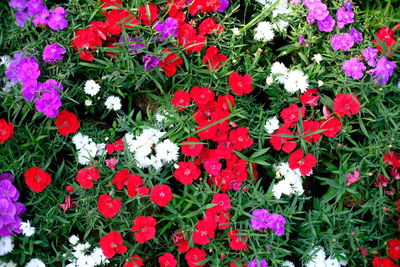 High angle view of pink flowering plants