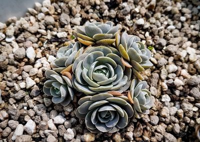 High angle view of succulent plant on rocks