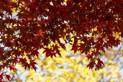 Low angle view of maple tree