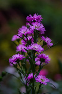 Close-up of purple flowering plant