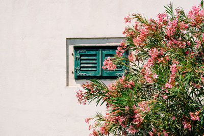 Low angle view of flowering plant against building